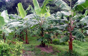 bananas